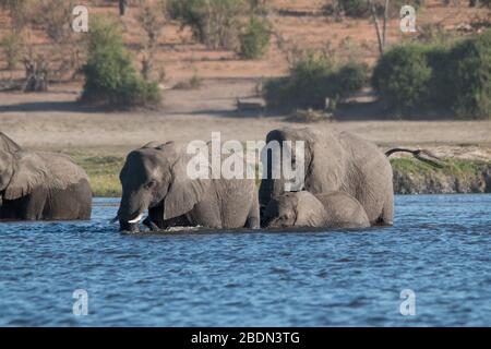 Éléphants traversant la rivière chobe, Botswana, Afrique Banque D'Images