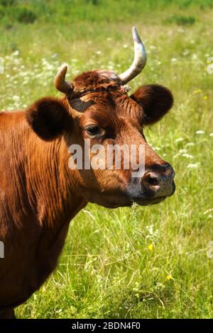 Portrait d'une vache à poil rouge. Une vache courazes dans un pré d'été. Tête et corne de vache, gros plan. Banque D'Images