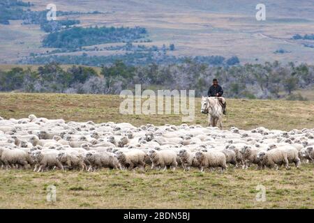 Gaucho sur le troupeau de bergers de Corriedale, la vie quotidienne en Patagonie, Argentine. (Ovis aries) Banque D'Images