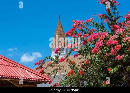 Fleur de bougainvillea rose et orange au soleil des caraïbes à Grand Cayman, aux îles Caïmanes, dans le territoire britannique d'outre-mer Banque D'Images