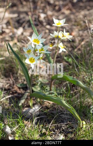 Tulipes turkestan - tulipes botaniques Banque D'Images