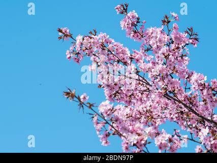 08 avril 2020, Brandebourg, Potsdam: Branches d'un cerisier fleuri contre un ciel bleu. Photo: Soeren Stache/dpa-Zentralbild/dpa Banque D'Images