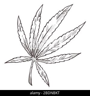 Croquis de cannabis, plante médicale de plantes à base de plantes de marijuana avec des feuilles Illustration de Vecteur