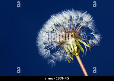 Pissenlit commun (Taraxacum sect. Ruderalia) avec du pappus Banque D'Images