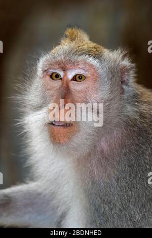 Portrait d'un singe balinais à queue longue (Macaca fascicularis), Ubud, Bali, Indonésie Banque D'Images