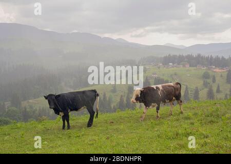 Les vaches braissent sur un pâturage de montagne sous la pluie. Carpates Banque D'Images