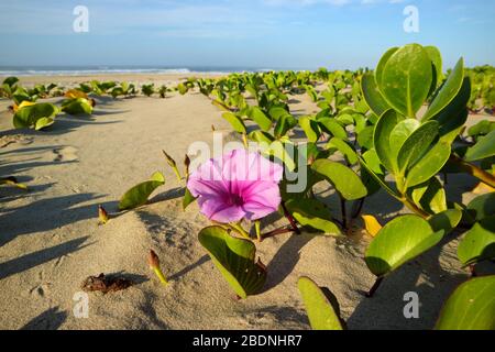 Beach morning glory (Ipomoea pes-caprae) avec des fleurs colorées, Afrique du Sud Banque D'Images