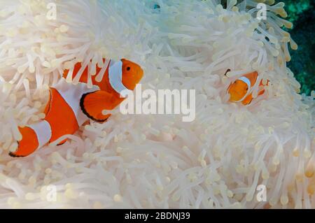 Amphiprion ocellaris, Clownfishes, dans une anémone blanchie Raja Ampat Indonésie Banque D'Images