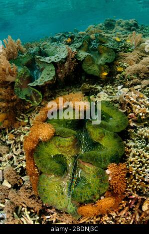 Clam géant, Tridacna gigas, Raja Ampat Papouasie-Ouest Indonésie. Banque D'Images