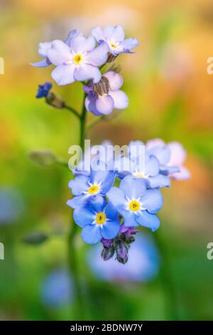 Bleu Forget-me-not (myosotis scorpioides) fleurs au printemps, Royaume-Uni Banque D'Images