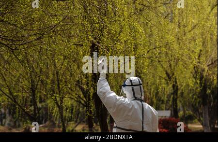 (200409) -- WUHAN, le 9 avril 2020 (Xinhua) -- un travailleur médical touche une branche de saule dans un hôpital de Wuhan, dans la province de Hubei en Chine centrale, le 14 mars 2020. (Xinhua/Fei Maohua) Banque D'Images