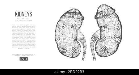 Silhouette abstraite de l'organe polygonal du rein. Acquisition, recherche et diagnostic du rein humain. Illustration de Vecteur