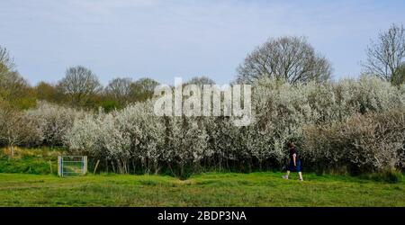 Une dame mûrit seule sur Ditchling Common, East Sussex, à l'heure du printemps, marchant à côté des arbres de mai, Hawthorne en fleur Banque D'Images