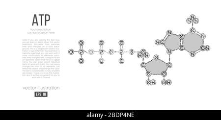 Silhouette abstraite de la molécule polygonale ATP acide sur fond blanc. Squelette, formule organique. Illustration de Vecteur