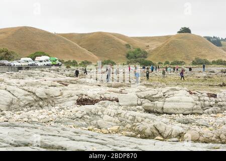 Touristes sur la plage de ricky et le rivage à point Kean Kaikoura Nouvelle-Zélande, un endroit pour voir des otaries de fourrure. Banque D'Images