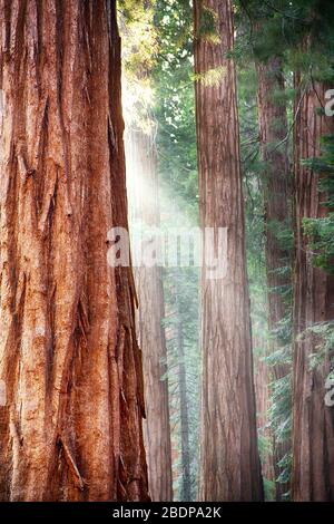 Lumière du soleil tôt le matin dans les Sequoias de Mariposa Grove, Yosemite National Park, Californie, États-Unis Banque D'Images
