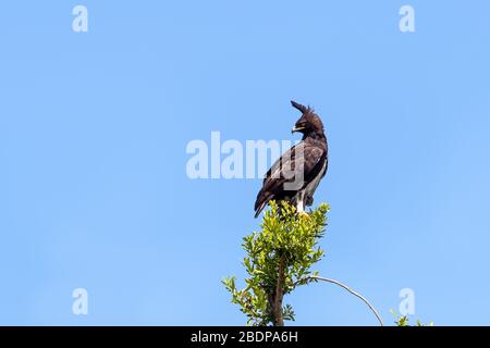 Aigle adulte à longue crétine, lophaetus occipitalis, perché sur un arbre dans le Masai Mara, au Kenya. Fond bleu ciel avec espace pour le texte. Horizontal pour Banque D'Images