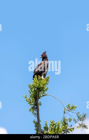 Aigle adulte à longue crétine, lophaetus occipitalis, perché sur un arbre dans le Masai Mara, au Kenya. Fond bleu ciel avec espace pour le texte. Forma vertical Banque D'Images