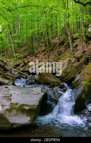 cours d'eau dans la forêt de hêtre. beau paysage naturel au printemps, arbres dans le feuillage vert frais. rochers et rochers de mousse sur le rivage. chaud ensoleillé Banque D'Images