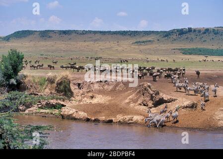 Wildebeest ou GNU, Connochretes taurinus, Masai Mara, Kenya, Afrique Banque D'Images