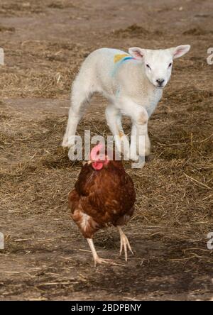 Preston, Lancashire, Royaume-Uni. 9 avril 2020. Un jeune agneau jouant avec une poule dans les stylos lambbles à Chipping, Preston, Lancashire, Angleterre, Royaume-Uni. Le récent beau temps a amélioré les conditions de laminage jusqu'à présent cette année. Crédit: John Eveson/Alay Live News Banque D'Images