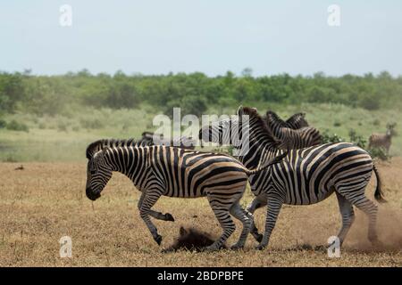 Zèbres d'arbres en cours de course sur la savane. Banque D'Images