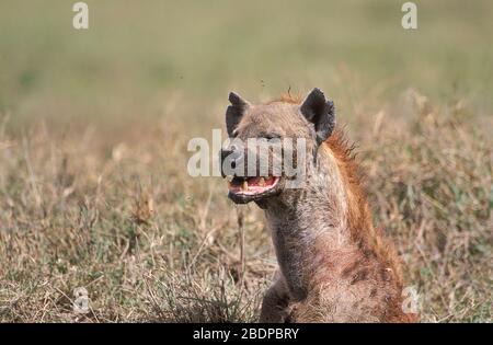 Hyena tachetée, Crocuta crocuta, Serengeti, Tanzanie, Afrique, également connue sous le nom d'hyène riant Banque D'Images