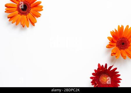 Gerbera rouge orange fleurs en guirlande sur fond blanc. Composition florale, plat, vue de dessus, espace de copie Banque D'Images