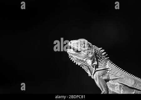 Green Iguana juvénile au soleil à côté d'une forêt sèche en Costa Rica. Banque D'Images