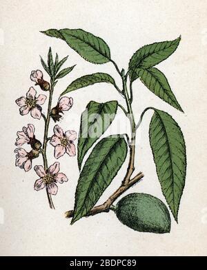 'Fleur d'amandier et amande' (Prunus dulcis) (fleurs d'amande et noix) Plan de botanique tiree de 'Atlas colorie des plantes medicinales' de Paul Ha Banque D'Images