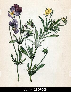 'Pensee sauvage ou tricolore' (Viola tricolor)' (heartsease, la facilité du cœur, le plaisir du cœur, le tickle-my-fantaisiste) Plan de botanique tiree de 'Atlas colo Banque D'Images