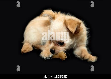 Jouets dentaires pour chiens. Jouets à mâcher pour animaux de compagnie. Chiot beige. Banque D'Images