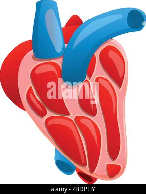 Icône de la section coeur humain. Dessin animé de la section coeur humain vecteur icône pour la conception de Web isolé sur fond blanc Illustration de Vecteur
