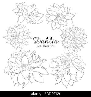 Crayon croquis dessiné à la main ensemble Dahlia fleurs. Esquisse de fleurs vectorielles illustration isolée sur fond blanc Illustration de Vecteur