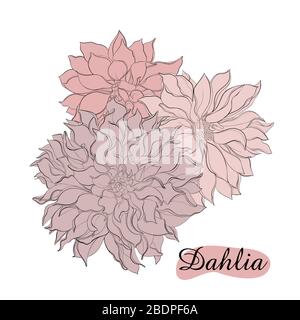 Crayon croquis dessiné à la main ensemble Dahlia fleurs. Esquisse de fleurs vectorielles illustration isolée sur fond blanc Illustration de Vecteur