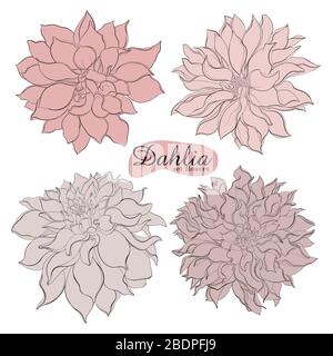 Encre tirée à la main dahlias. Éléments floraux isolés. Fleurs graphiques vectorielles sur fond blanc. Bourgeons de contour de collecte, feuilles dahlias Illustration de Vecteur