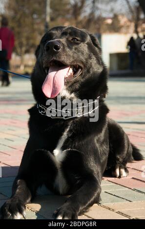 Portrait extérieur d'un magnifique labrador noir. Animaux de compagnie dans la rue. Ami de l'homme. Banque D'Images