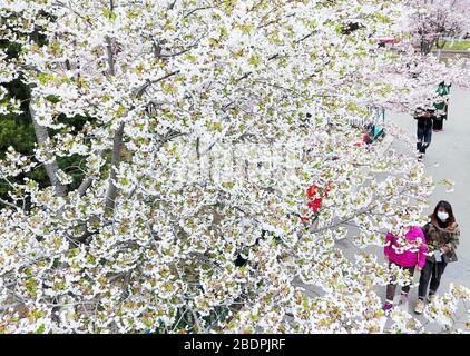 Qingdao, province chinoise de Shandong. 9 avril 2020. La photo montre les cerisiers en fleurs dans le parc Zhongshan à Qingdao, dans la province de Shandong, en Chine orientale, le 9 avril 2020. Crédit: Li Ziheng/Xinhua/Alay Live News Banque D'Images