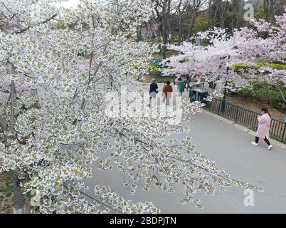 Qingdao, province chinoise de Shandong. 9 avril 2020. La photo montre les cerisiers en fleurs dans le parc Zhongshan à Qingdao, dans la province de Shandong, en Chine orientale, le 9 avril 2020. Crédit: Li Ziheng/Xinhua/Alay Live News Banque D'Images