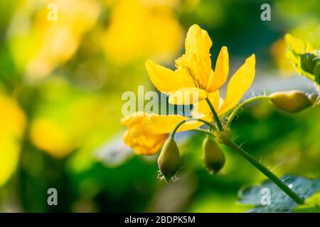 Floraison jaune de la plus grande celandine. Herbes sauvages sur la prairie herbeuse le jour ensoleillé. La plante de la famille de pavot est également connue sous le nom de Chelidonium maj Banque D'Images