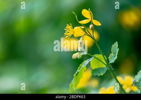 Floraison jaune de la plus grande celandine. Herbes sauvages sur la prairie herbeuse le jour ensoleillé. La plante de la famille de pavot est également connue sous le nom de Chelidonium maj Banque D'Images