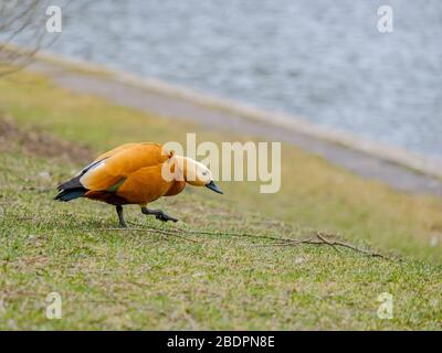 ruddy shelduck descend dans l'herbe sur le rivage d'un étang dans l'après-midi. L'oiseau est d'une humeur agressive pendant les jeux d'accouplement dans la sprin Banque D'Images