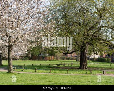 Châtaigniers à maturité (Aesculus hippocastanum) et cerisiers en fleurs (prunus avian) dans un espace vert sur le domaine de l'habitation, Westbury, Wiltshire, Royaume-Uni. Banque D'Images