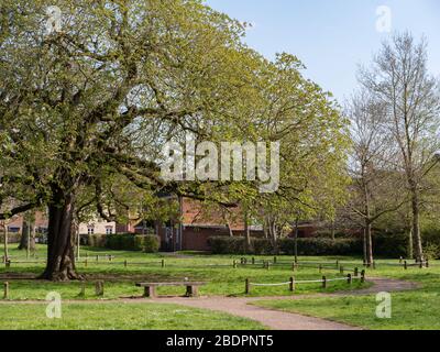 Arbre de châtaignier à maturité (Aesculus hippocastanum) dans un espace vert sur le domaine immobilier, Westbury, Wiltshire, Royaume-Uni. Banque D'Images