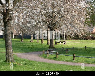 Cerisiers en fleurs (Prunus avian) sur herbe dans le parc local, Westbury, Wiltshire, Royaume-Uni. Banque D'Images