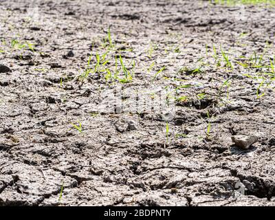 Terre séchée et fissurée avec croissance clairsemée du blé tendre (Triticum aestivum) dans le Wiltshire, au Royaume-Uni. Banque D'Images