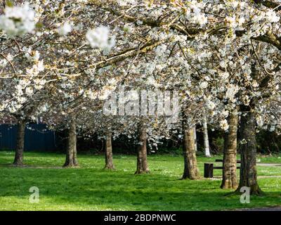 Cerisiers en fleurs (Prunus avian) sur herbe dans le parc local, Westbury, Wiltshire, Royaume-Uni. Banque D'Images