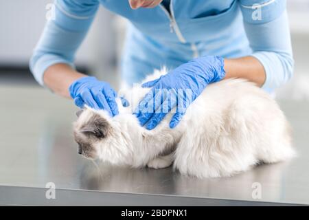 Vétérinaire professionnel examinant un beau chat de cheveux longs sur la table d'examen Banque D'Images