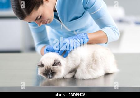 Vétérinaire professionnel examinant un beau chat de cheveux longs sur la table d'examen Banque D'Images