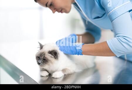 Vétérinaire professionnel examinant un beau chat de cheveux longs sur la table d'examen Banque D'Images